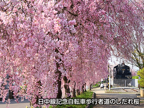 トップスライド01　日中線記念自転車歩行者道のしだれ桜