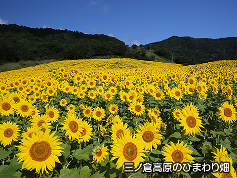 トップスライド03　三ノ倉高原のひまわり畑