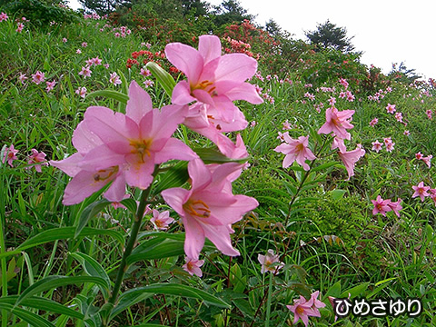 トップスライド04　ひめさゆり