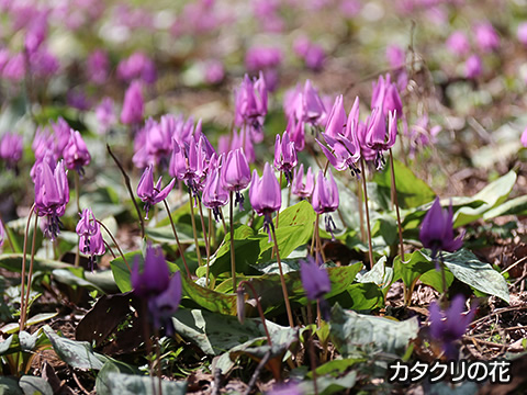 トップスライド07　カタクリの花