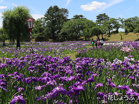 トップスライド08　花しょうぶ