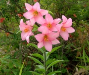 喜多方市の『花』≪ひめさゆり≫
