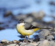 喜多方市の『鳥』≪セキレイ≫
