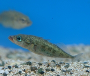 喜多方市の『魚』≪イトヨ≫