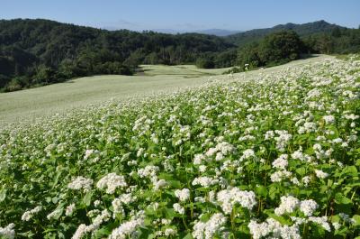 山都そば畑