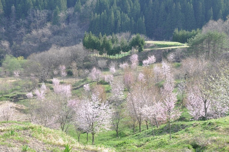 棚田の桜