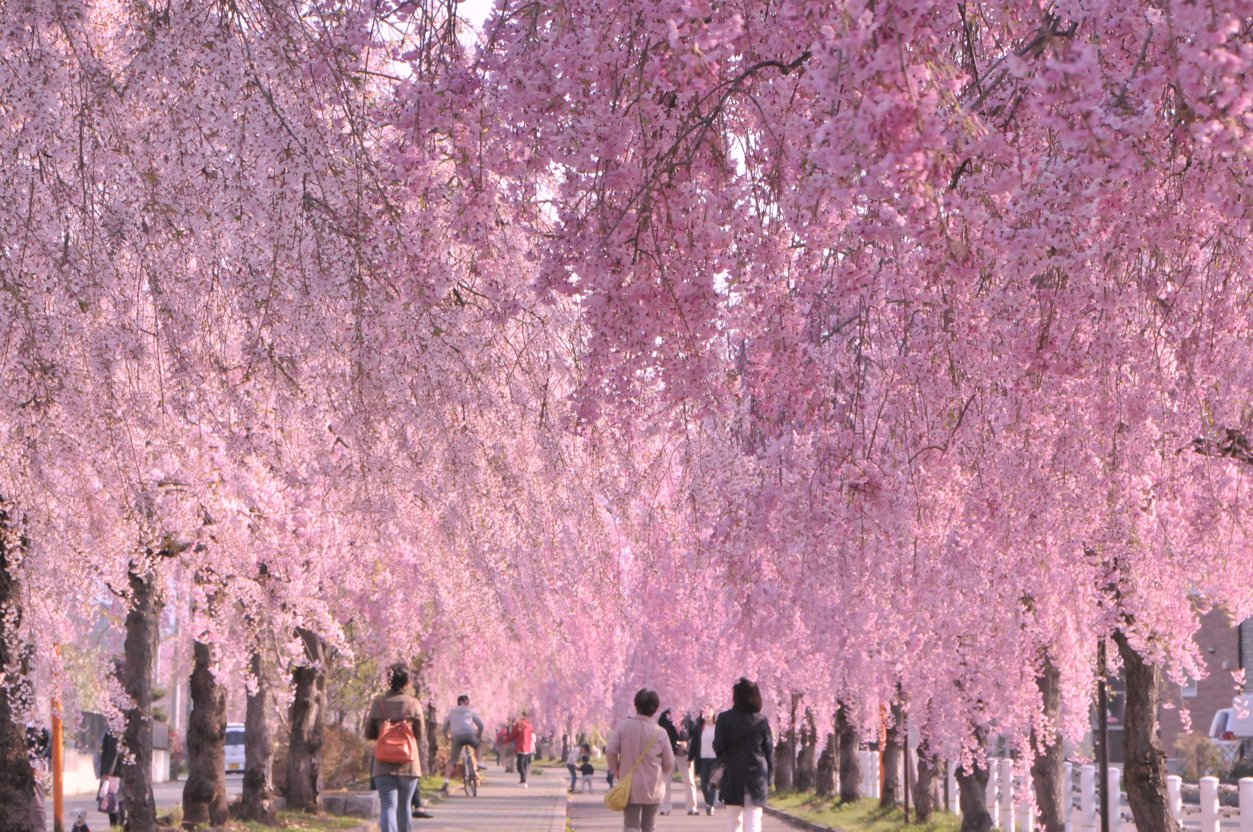 しだれ桜
