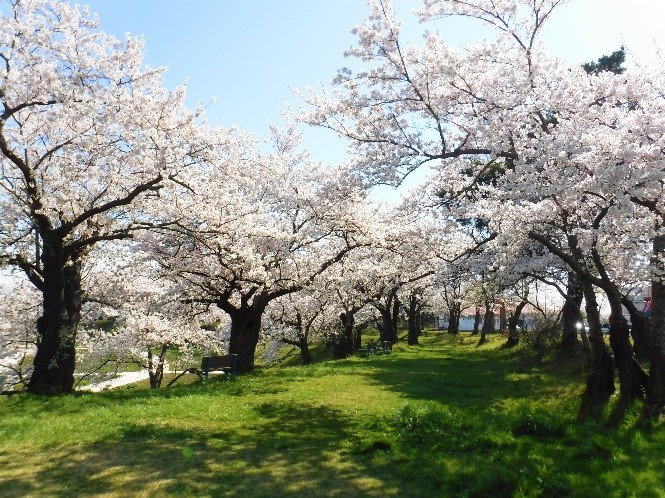 桜