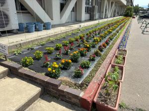 第一小学校花壇