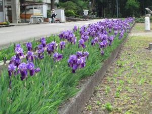 上三宮小学校花壇