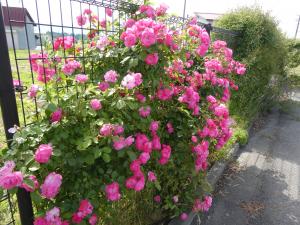 松山公民館　花の楽校