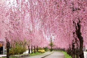日中線しだれ桜