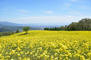 三ノ倉高原菜の花畑