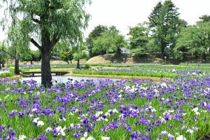 御殿場公園花しょうぶ