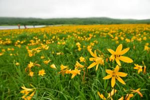 雄国沼ニッコウキスゲ 