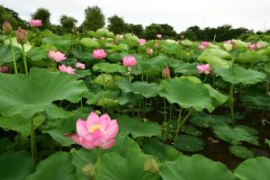 御殿場公園蓮の花