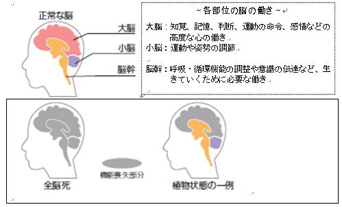 脳死ってどんな状態ですか？