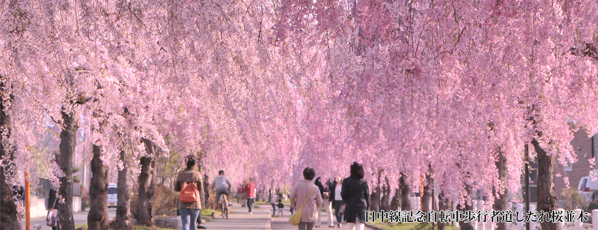 日中線記念自転車歩行者道しだれ桜並木