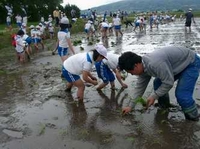 小学校農業科　田植え作業の様子