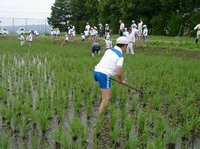 小学校農業科　除草作業の様子