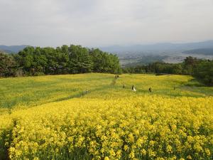菜の花
