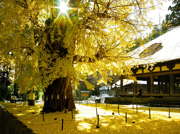 【新宮熊野神社】熊野神社長床8(黄金に輝く)