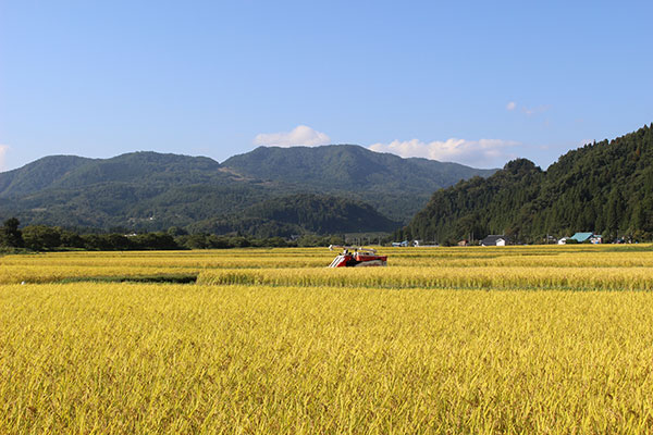 【収穫】田園風景