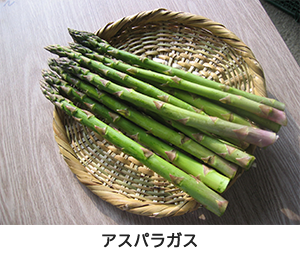 【アスパラガス】アスパラ(収穫後)