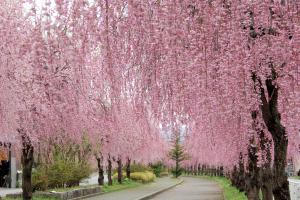 しだれ桜
