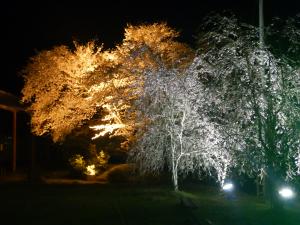 桜ライトアップ