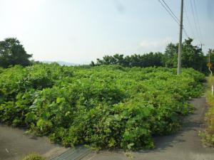 活用されていない遊休農地