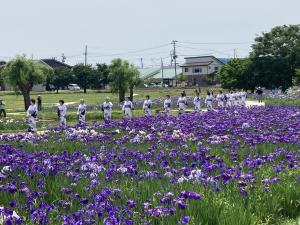 花しょうぶ4