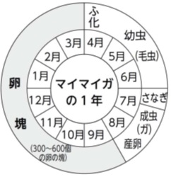マイマイガの１年