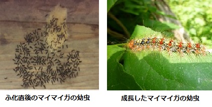 マイマイガの幼虫の写真