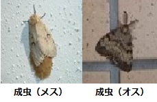 マイマイガの成虫の写真