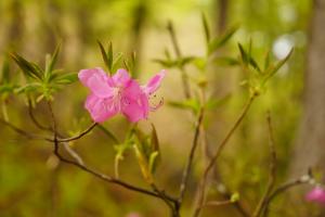 黒森山春登山　花