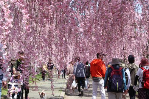 日中線しだれ桜