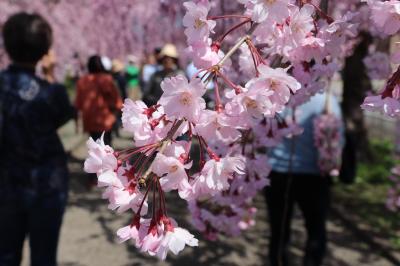 日中線しだれ桜