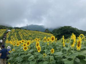 ひまわり⑤