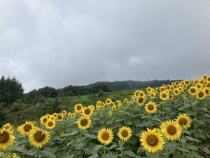 ひまわり⑥