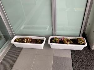 寄せ植えの様子5