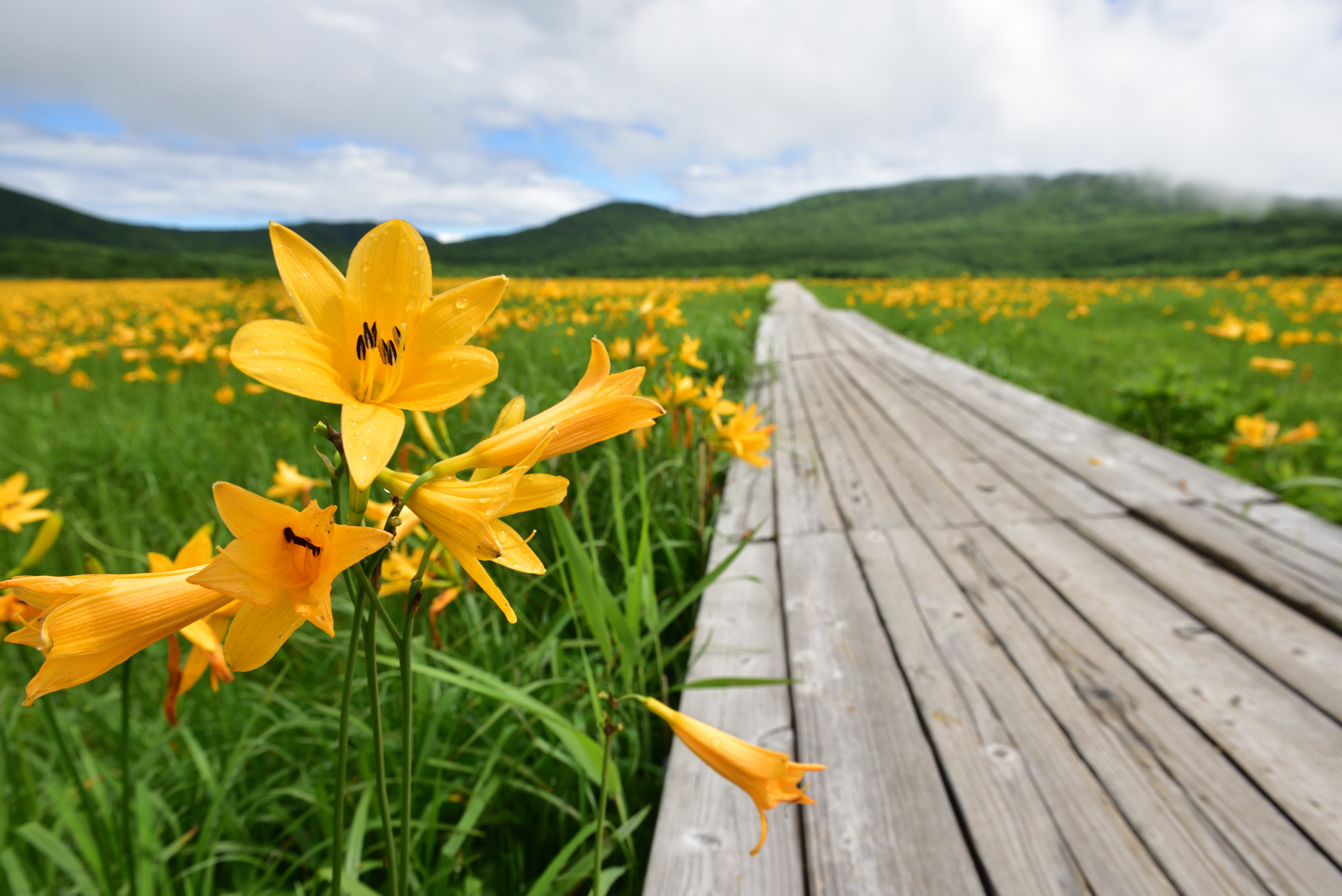 ニッコウキスゲ