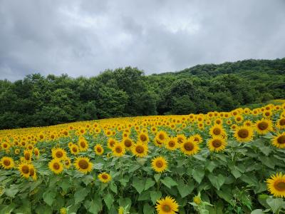 ブランドバッグ通販サイト 2025三ノ倉高原花畑ひまわり畑のお知らせ - 喜多方市ホームページ トートバッグ