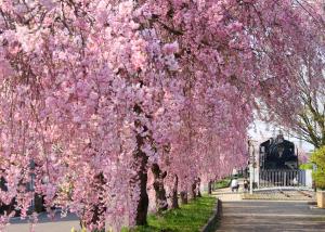日中線跡地しだれ桜の画像