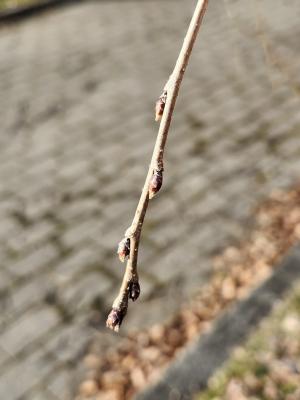 日中線しだれ桜並木の枝のズーム写真