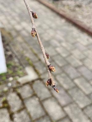 日中線しだれ桜並木　SL付近の桜の枝