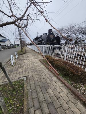 日中線しだれ桜並木　SL付近の桜の枝
