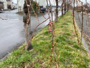 日中線しだれ桜並木のつぼみ写真