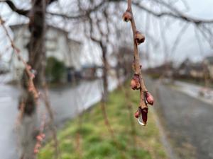 日中線しだれ桜並木のつぼみ写真