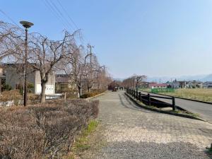 日中線しだれ桜並木